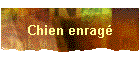Chien enrag�