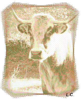 aubrac